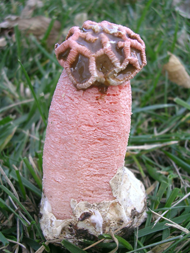 Lysurus periphragmoides